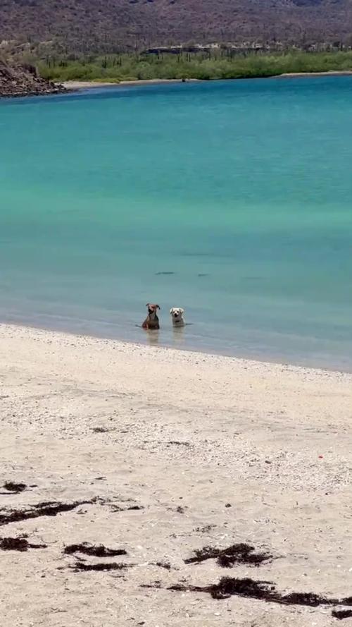 甜😍阳光+大海+沙滩+狗狗，若奥-内维斯和女友一同享受假期